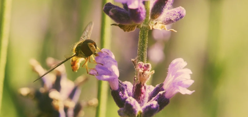 Titelbild „Gärtnerei Eggert Finder“: Schwebfliege an einer Lavendelblüte