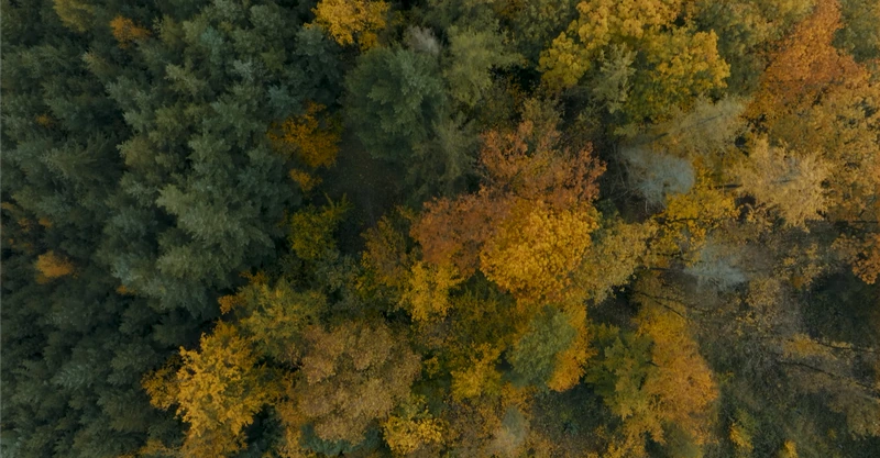 Standbild aus dem Sauerland-Film: Herbstwald von oben