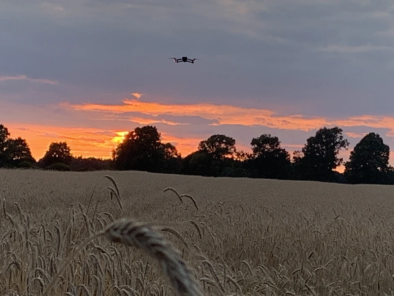 Eine Drohne im Abendhimmel über einem Kornfeld